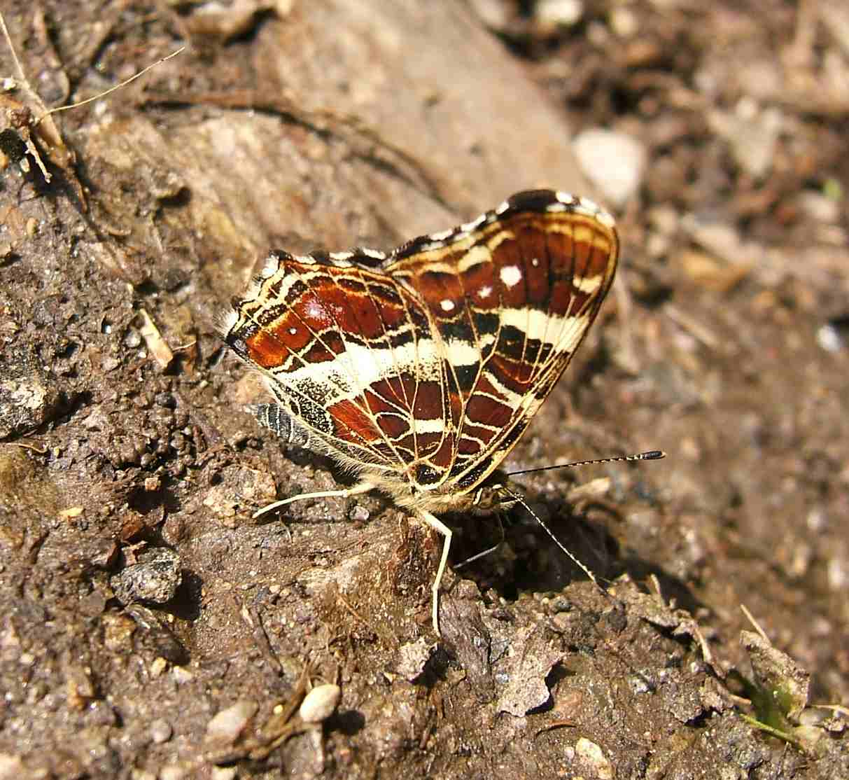 Araschnia levana Araschnia levana